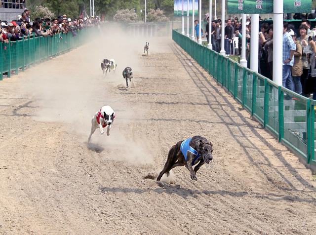 泰州市宠物犬表演与展示中心已投入使用